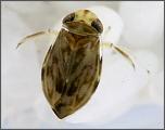 Click image for larger version. 

Name:	loudest-animals-water-boatman_37396_600x450.jpg 
Views:	693 
Size:	20.0 KB 
ID:	9024